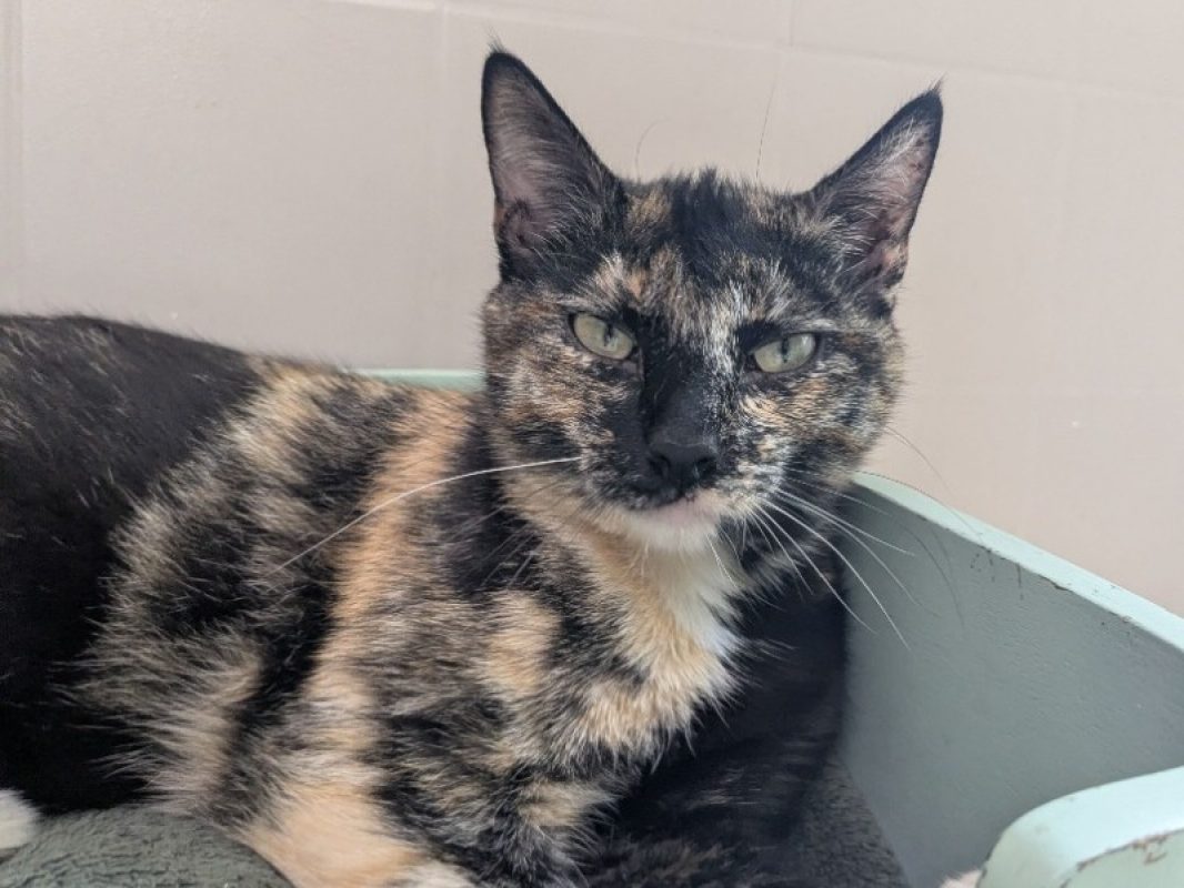 Gribouille - Chat Européen à adopter