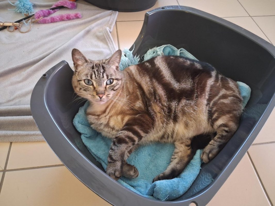 Candy - Chat Siamois à adopter