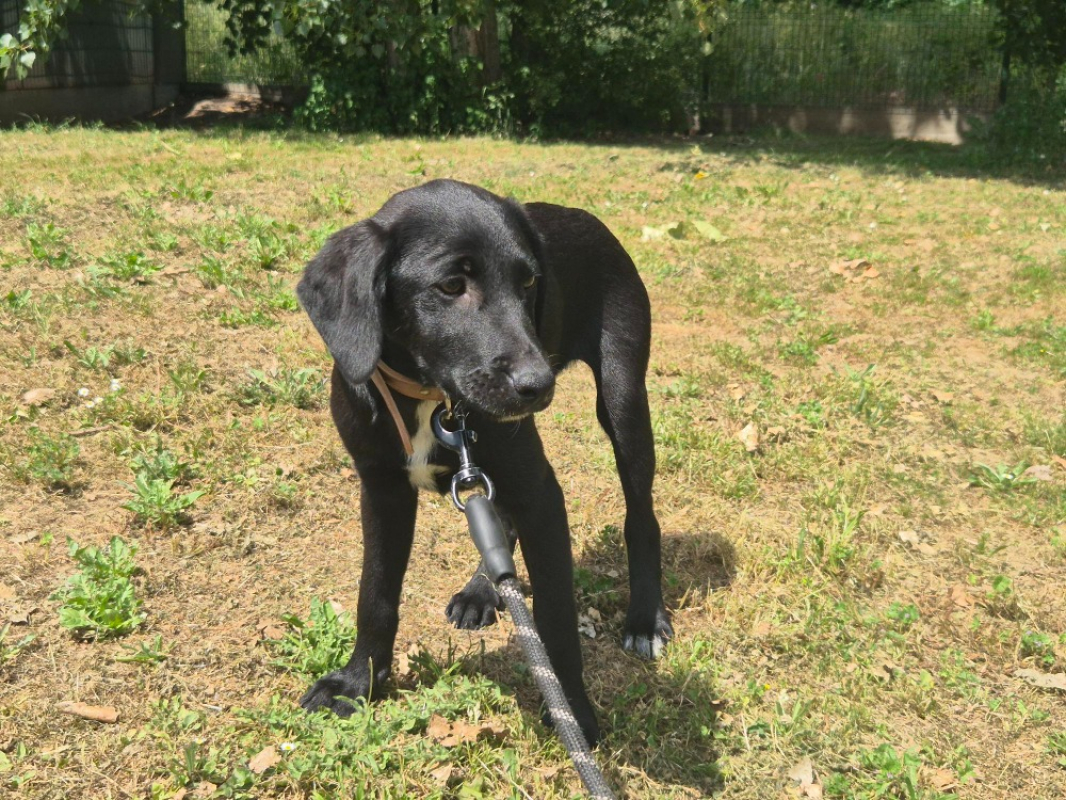Photo #3 de Balou