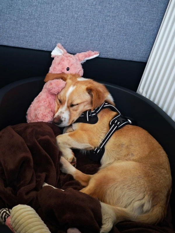Photo #6 de Nala