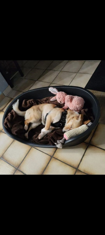 Photo #1 de Nala
