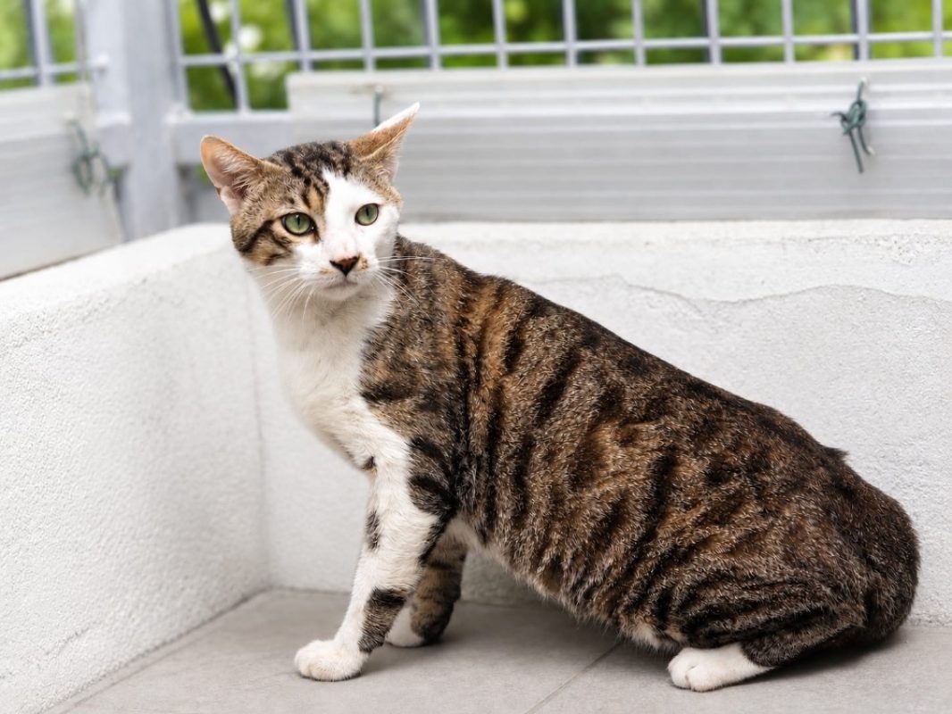 Hawai - Chat Européen à adopter