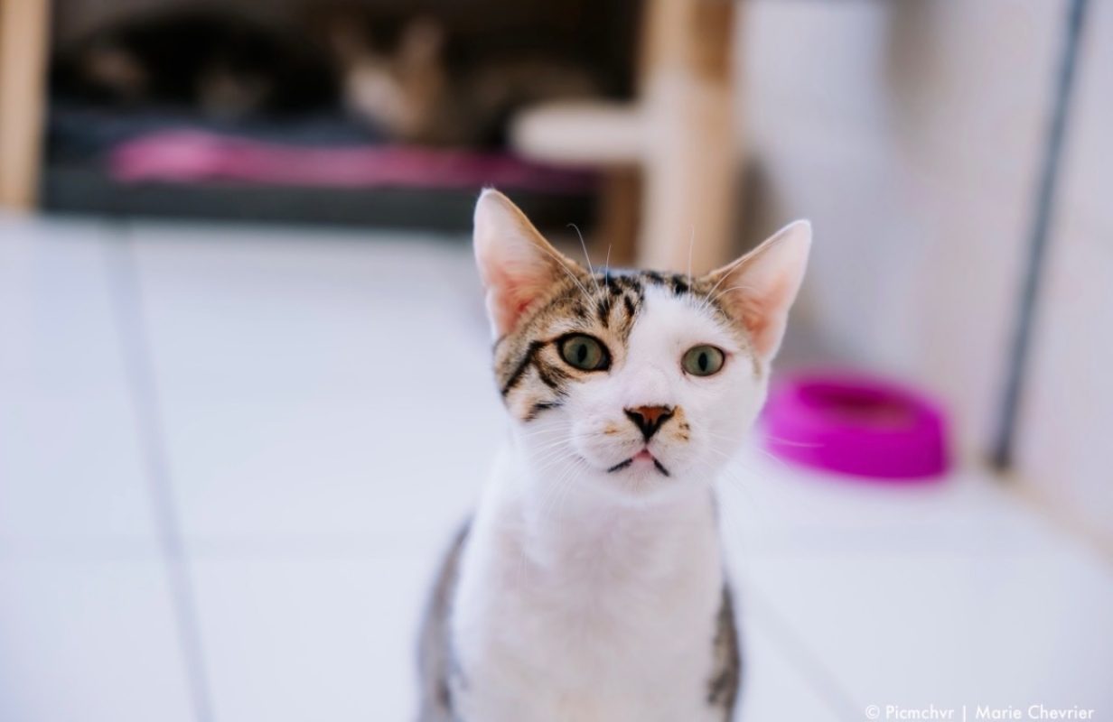 Hawai - Chat Européen à adopter - photo 2