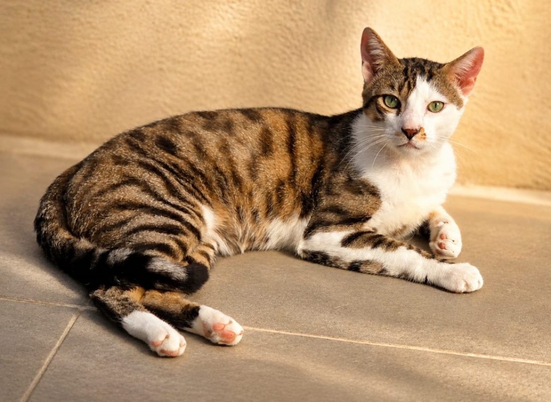 Hawai - Chat Européen à adopter - photo 3