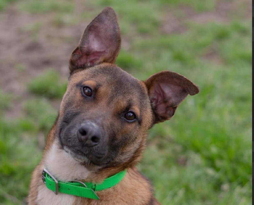 Sunny - Chien à adopter