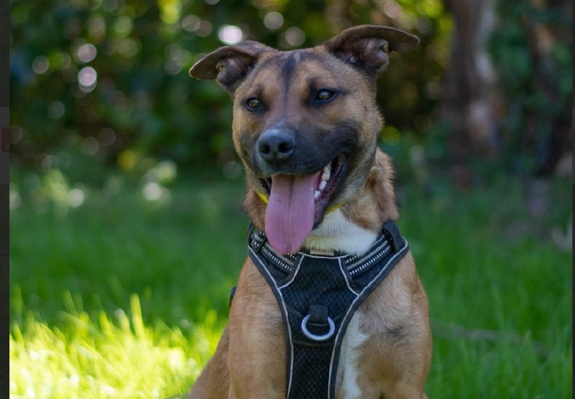 Sunny - Chien à adopter - photo 2