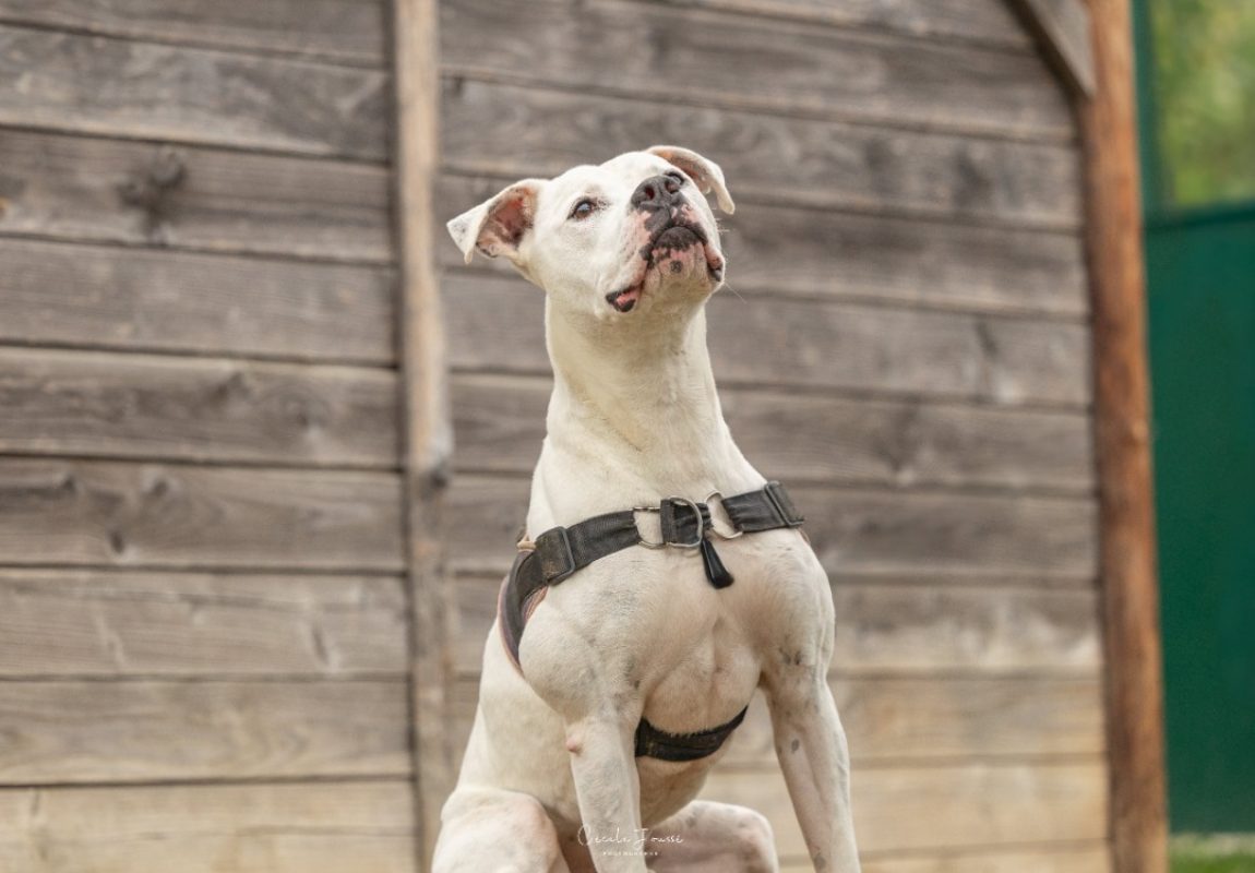 Masta - Chien Dogue Argentin à adopter