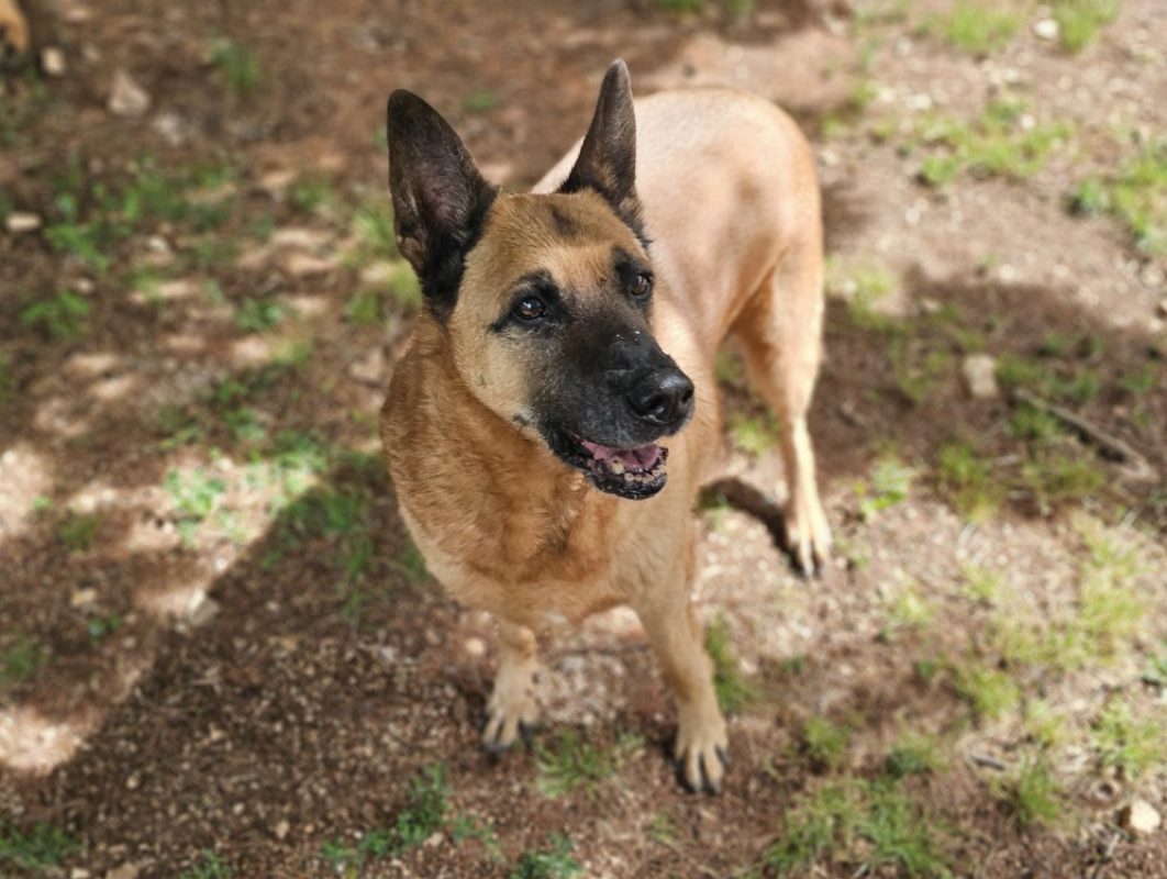 Filou - Chien Berger Belge Malinois à adopter