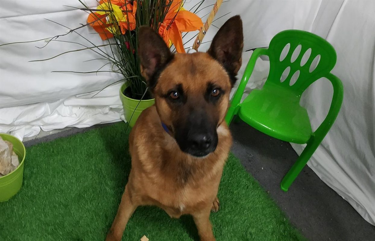 Filou - Chien Berger Belge Malinois à adopter - photo 2
