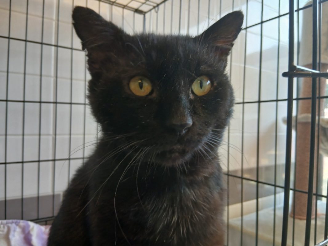 Gobou - Chat Européen à adopter