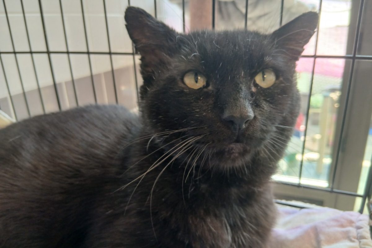 Gobou - Chat Européen à adopter - photo 2