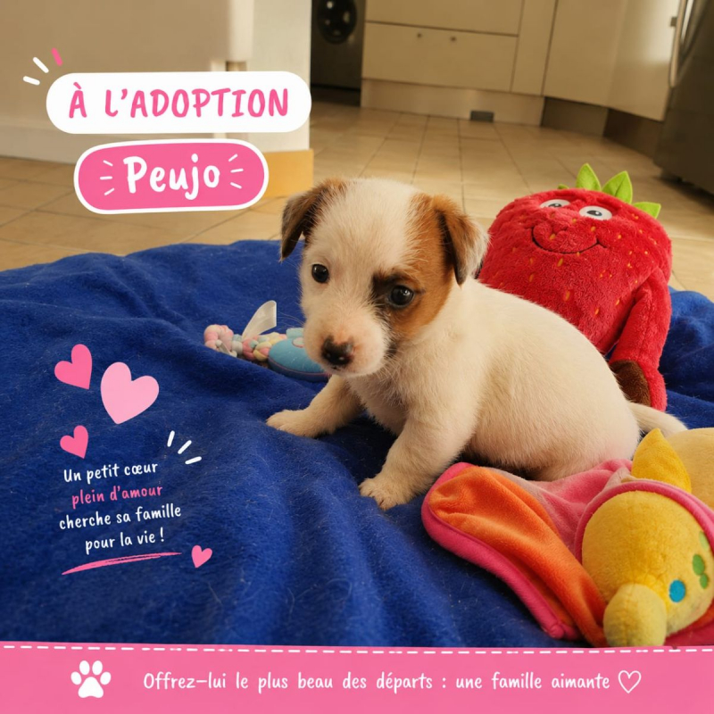 Photo #2 de Peujo