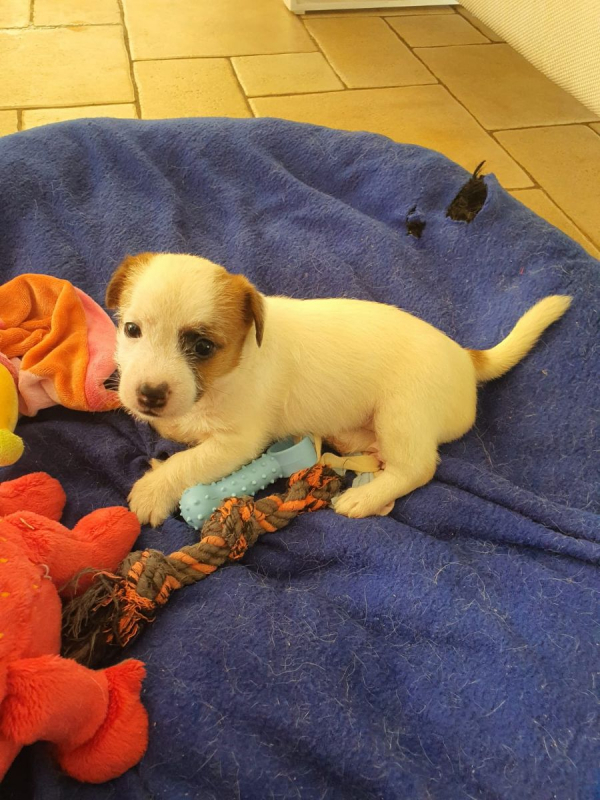 Photo #4 de Peujo