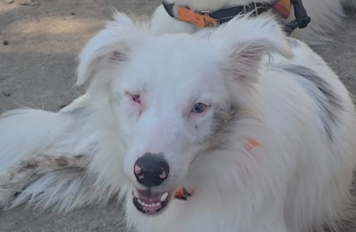 Chouquette - Chien Border Collie à adopter