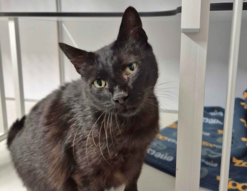 Emile - Chat Européen à adopter