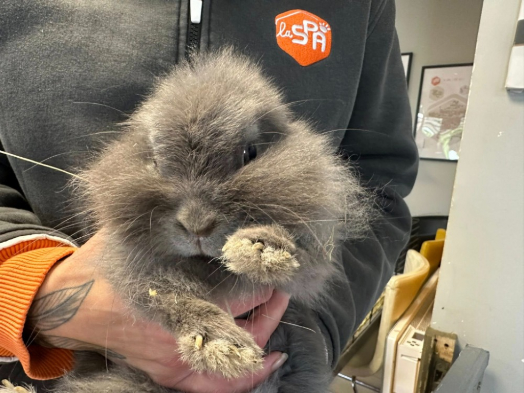 Photo #1 de Cacahuete