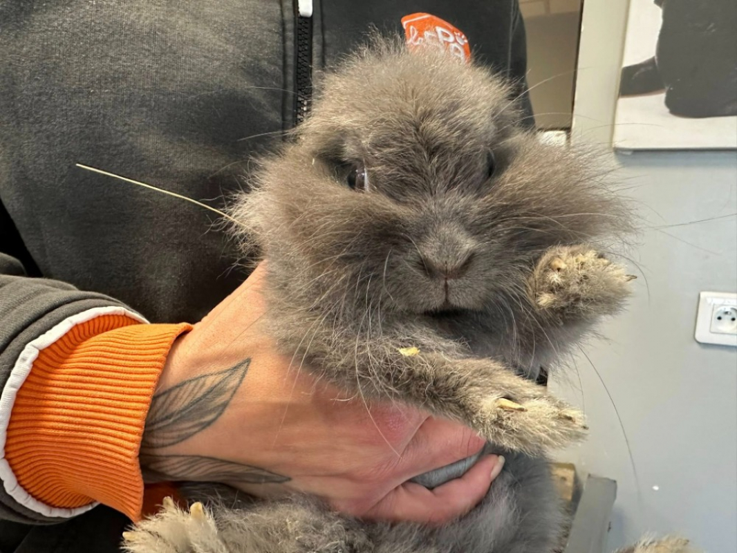 Photo #2 de Cacahuete