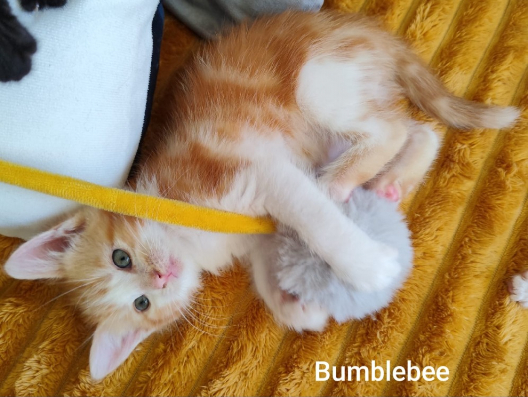 Photo de Bumblebee