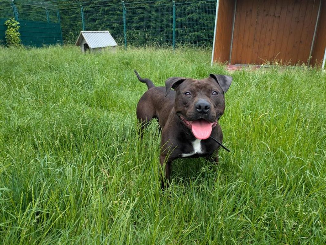 Floky - Chien Bouledogue Américain à adopter