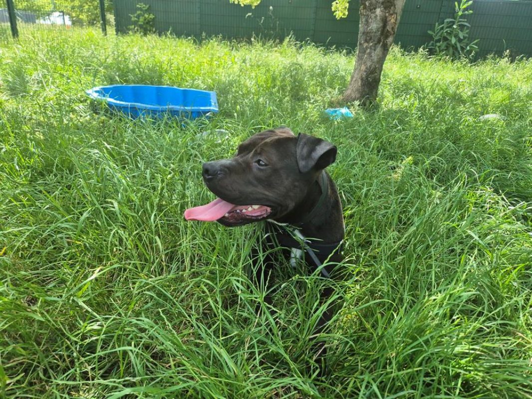 Floky - Chien Bouledogue Américain à adopter - photo 2