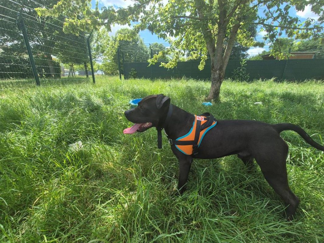 Floky - Chien Bouledogue Américain à adopter - photo 3