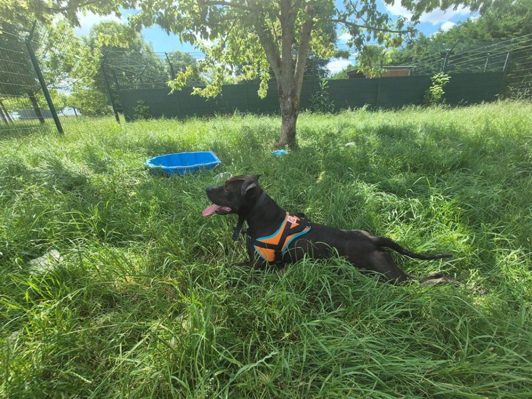 Floky - Chien Bouledogue Américain à adopter - photo 4