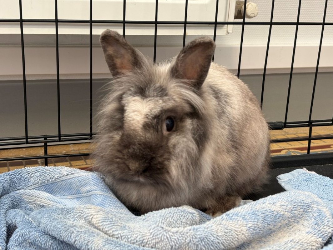 Photo de Nala