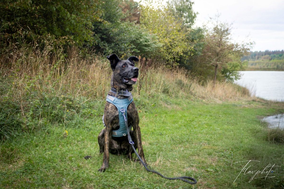 Oxer - Chien à adopter