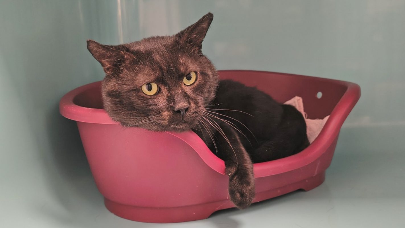 Gaston - Chat Européen à adopter