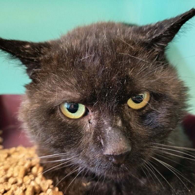 Gaston - Chat Européen à adopter - photo 2