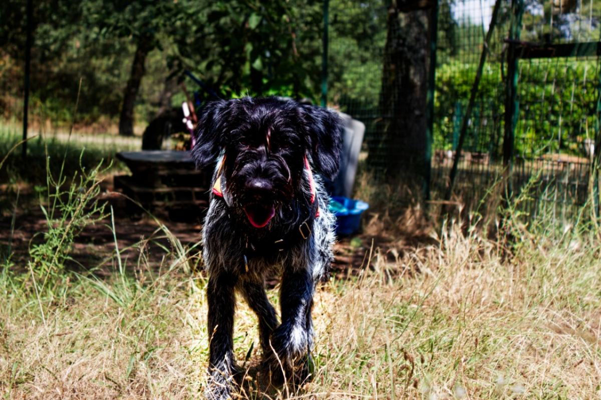 Photo #1 de Athos