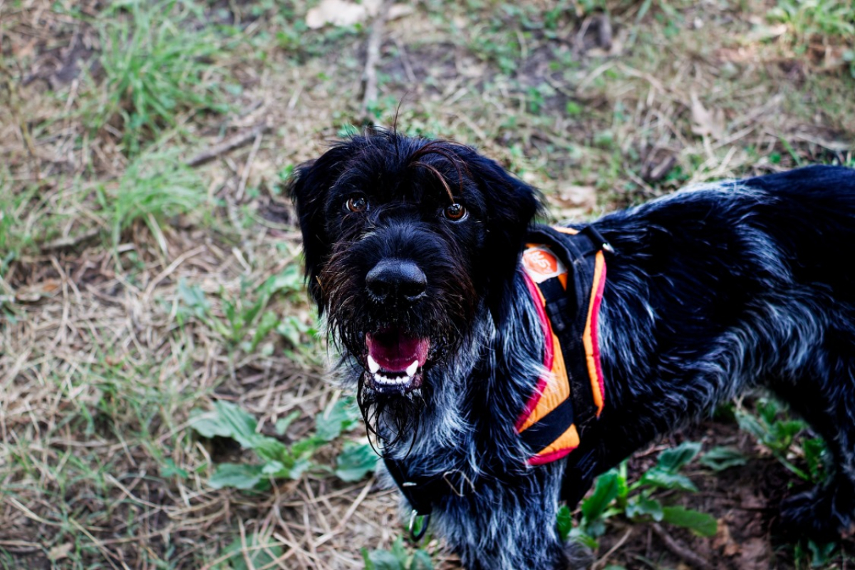 Photo #2 de Athos
