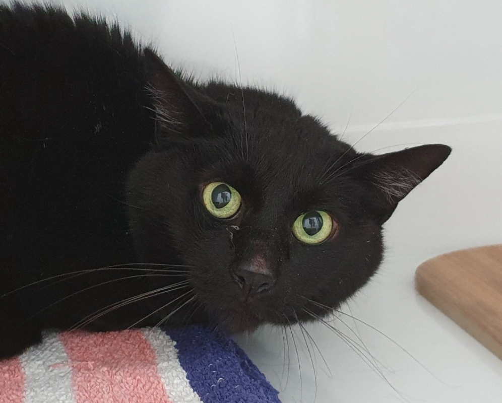 Photo de Bagheera