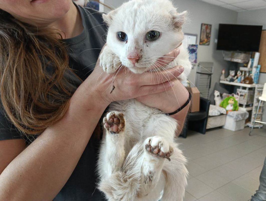 Photo de Coton