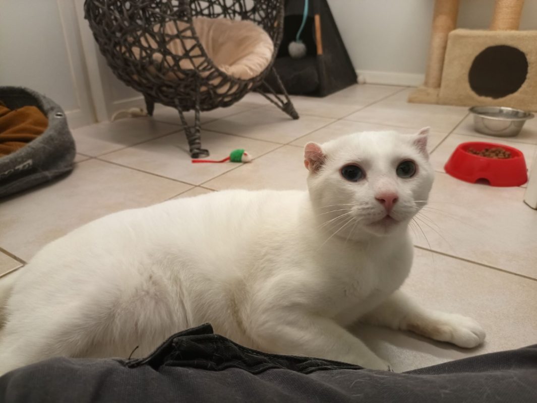 Coton - Chat Européen à adopter