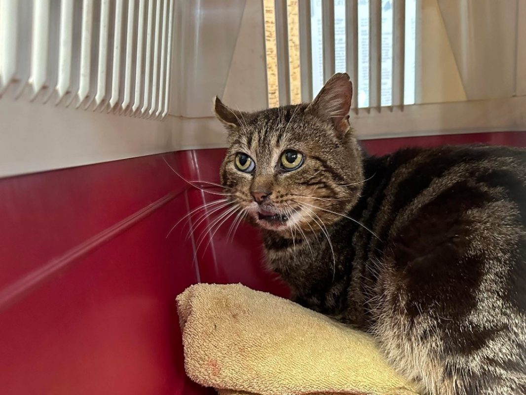 Ares - Chat Européen à adopter