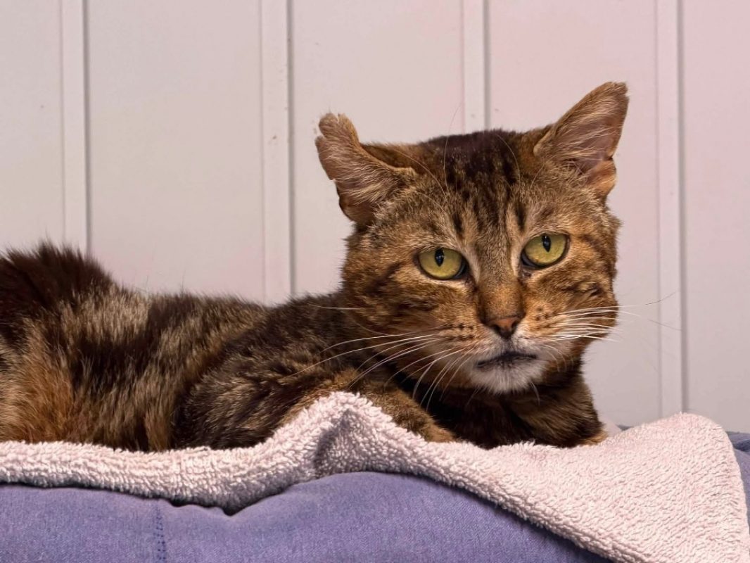 Ares - Chat Européen à adopter