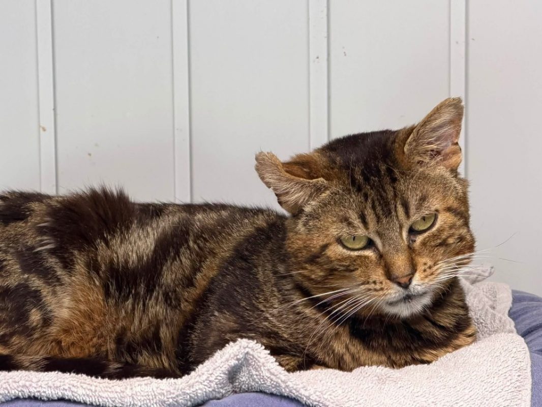 Ares - Chat Européen à adopter - photo 3