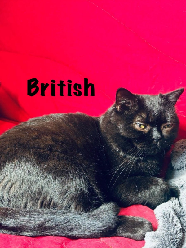 Photo #3 de BRITISH