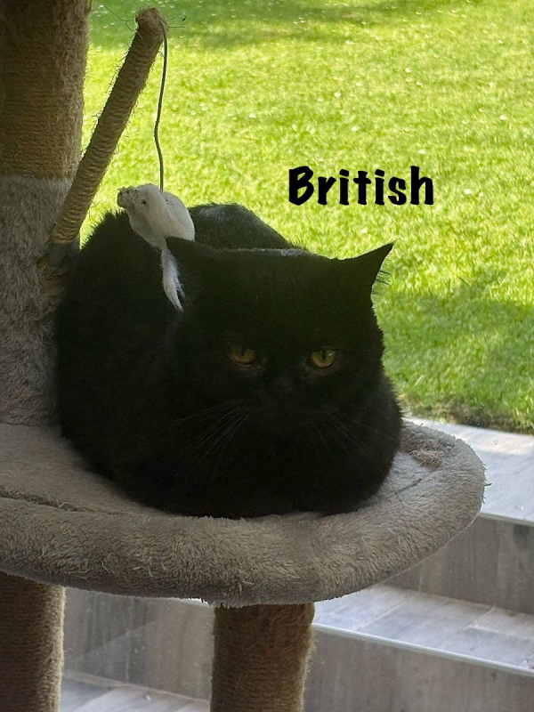 Photo #4 de BRITISH