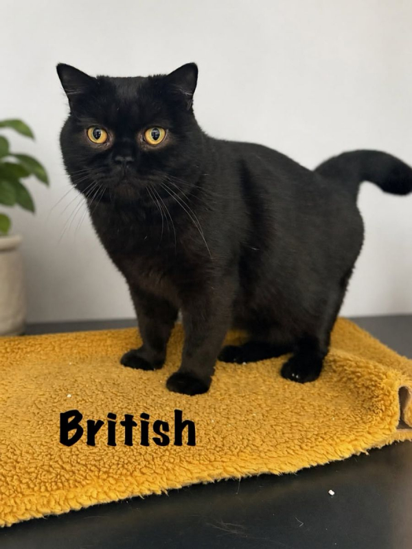Photo #1 de BRITISH
