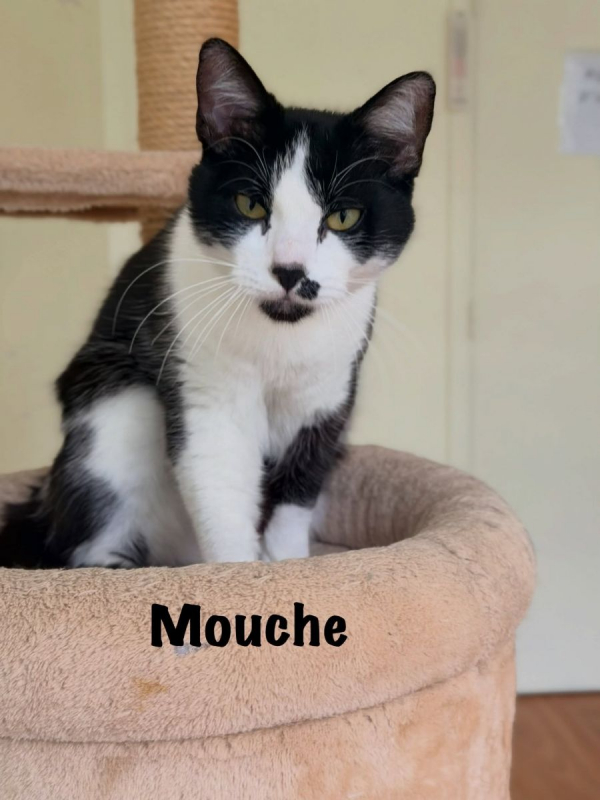 Photo #8 de MOUCHE