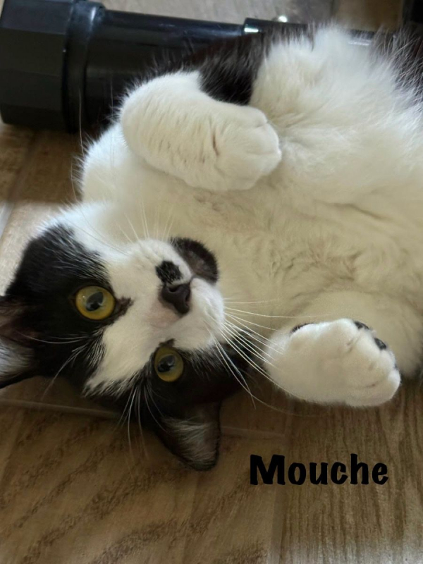 Photo #2 de MOUCHE