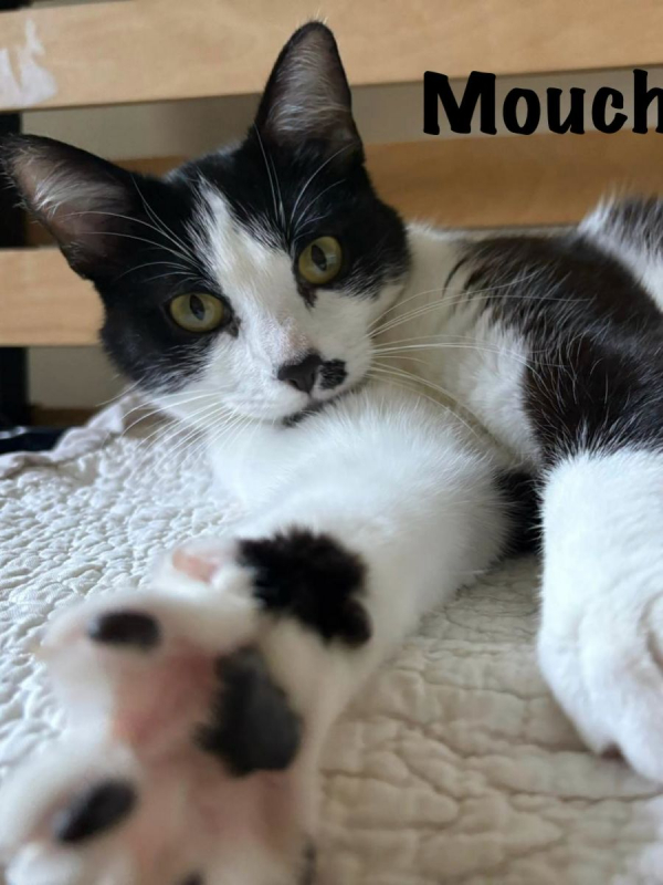 Photo #4 de MOUCHE