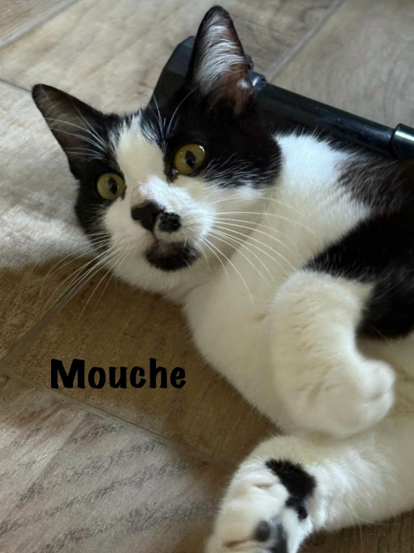 Photo #3 de MOUCHE