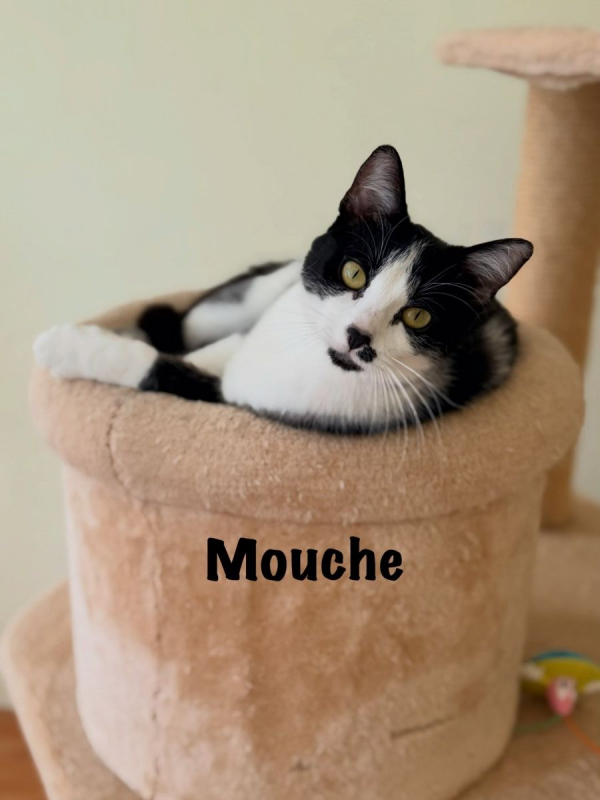 Photo #1 de MOUCHE