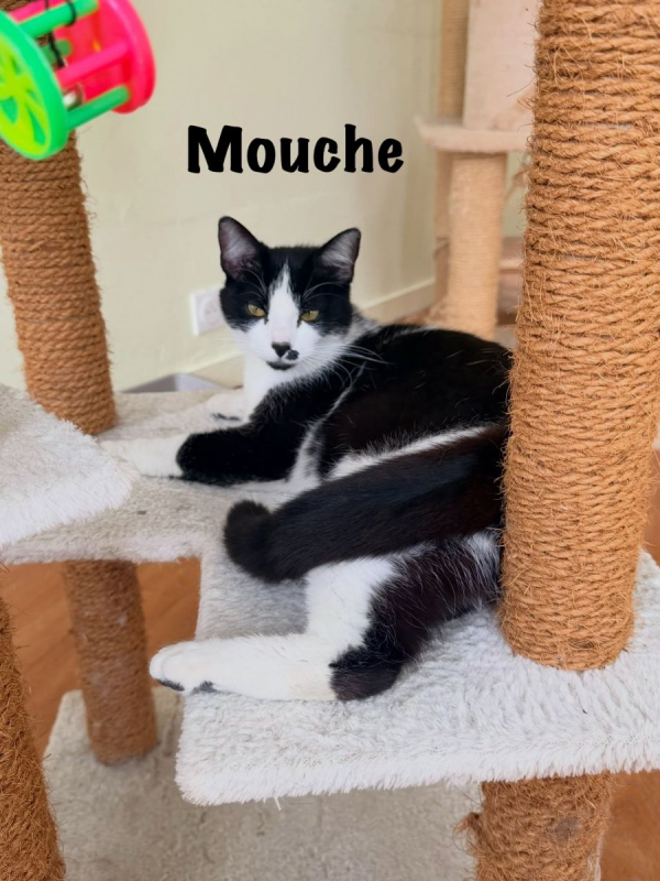 Photo #10 de MOUCHE
