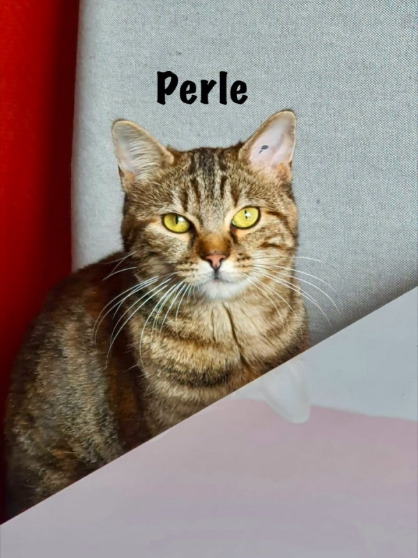 Photo #3 de PERLE