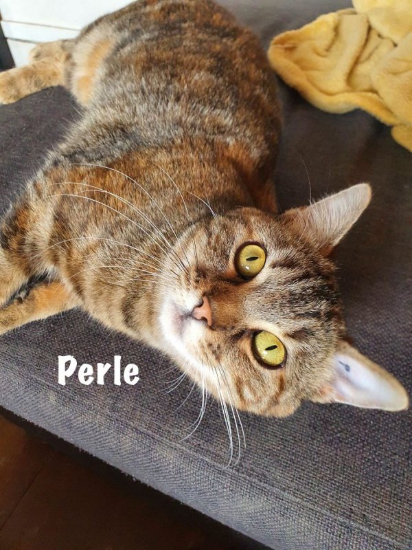 Photo #6 de PERLE