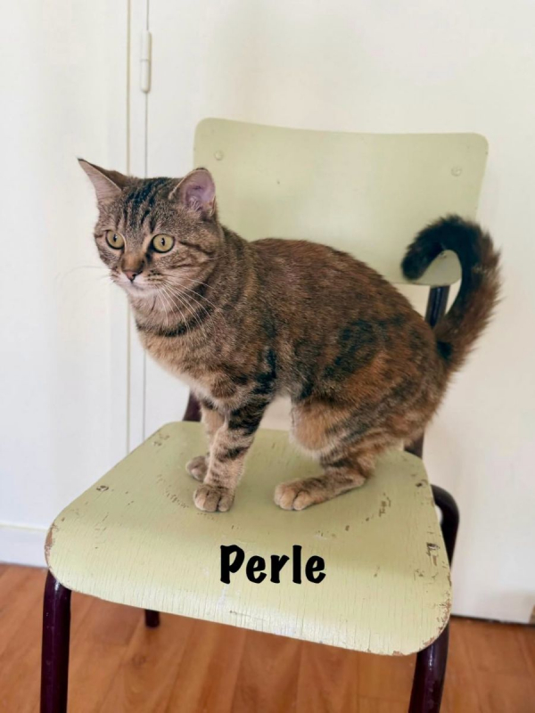 Photo #1 de PERLE